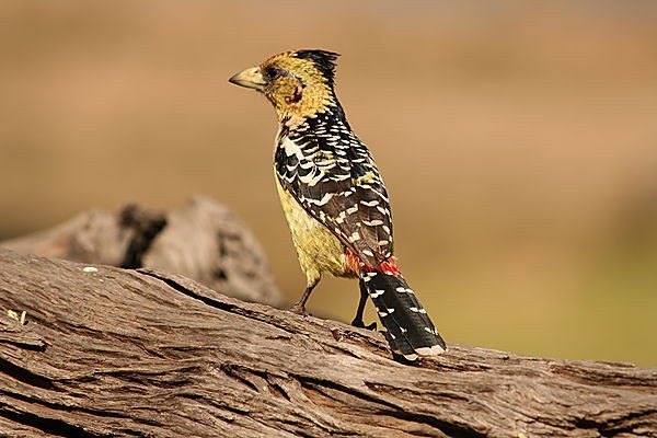 stand_crested_barbet-1257410823.jpg